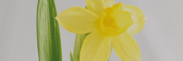 Osterblumen-2025mobile